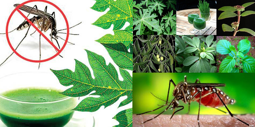 Home Remedies To Treat Dengue Fever AyurHealth